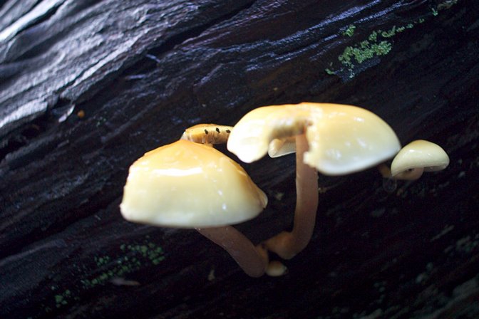 Log Fungus