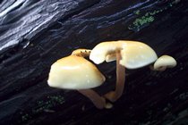 Log Fungus
