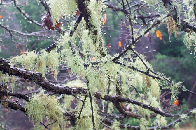 Spanish Moss