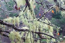 Spanish Moss