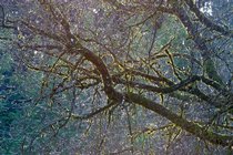 Tangled Branches