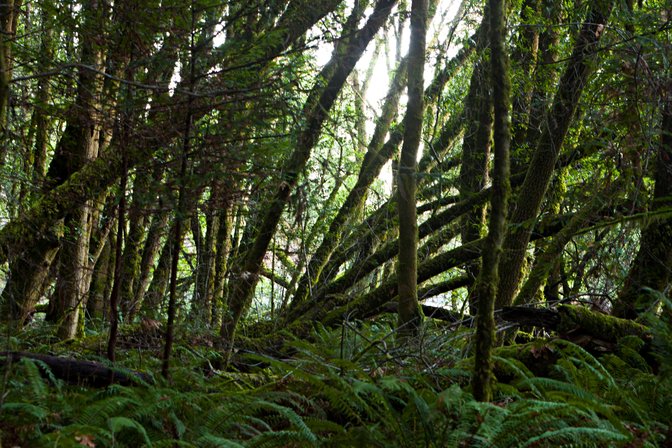 Mossy Tilted Trees
