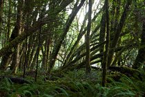 Mossy Tilted Trees