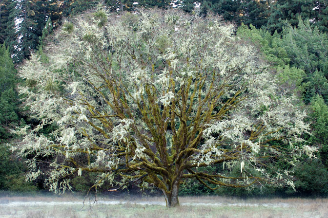 Picnic Tree, I