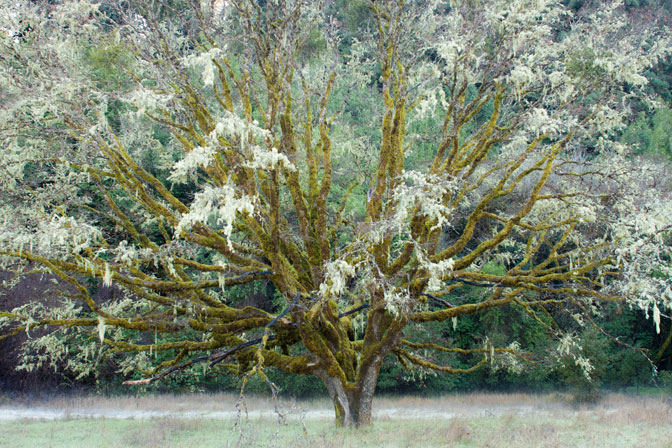 Picnic Tree, II