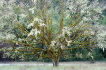 Picnic Tree, II