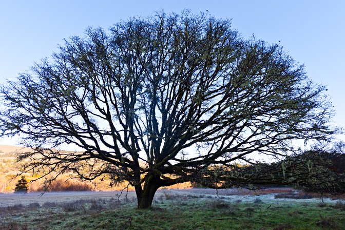 Picnic Tree, III
