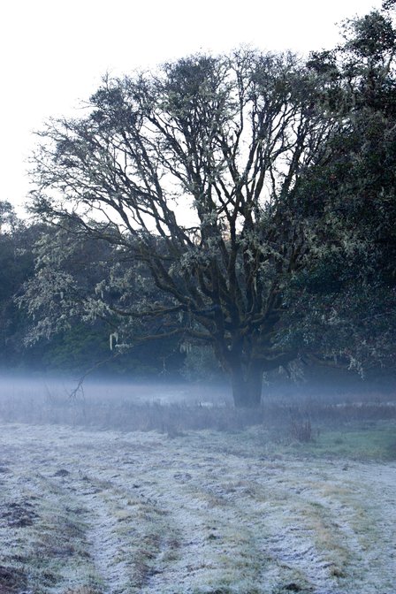 Picnic Tree, V