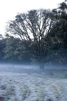 Picnic Tree, V