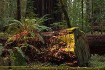 Redwood Grove, II
