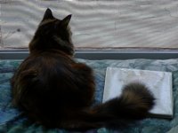 Screened in