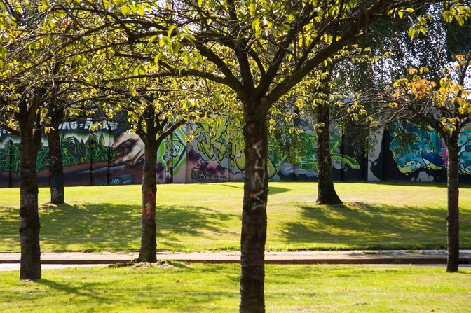 Orchard