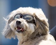 Biker Dog