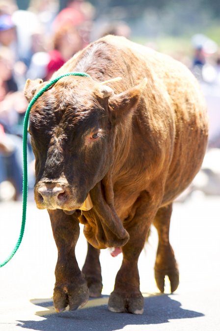 Miniature Bull