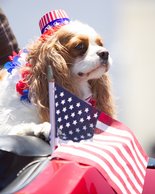 Spaniel
