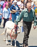 Sheep