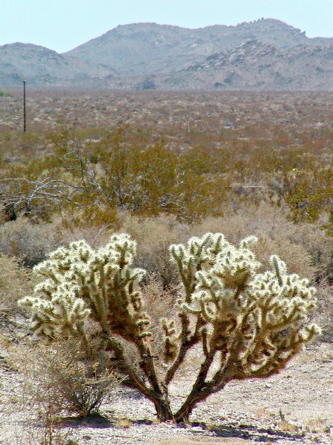 Bicameral Cholla