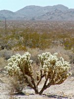 Bicameral Cholla