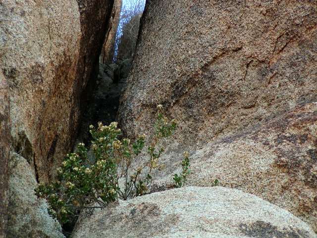 Blue Cleft