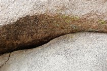 Multicolored Lichen