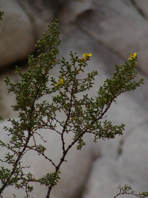 Yellow Flower