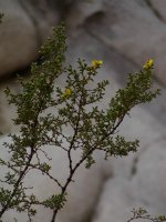 Yellow Flower