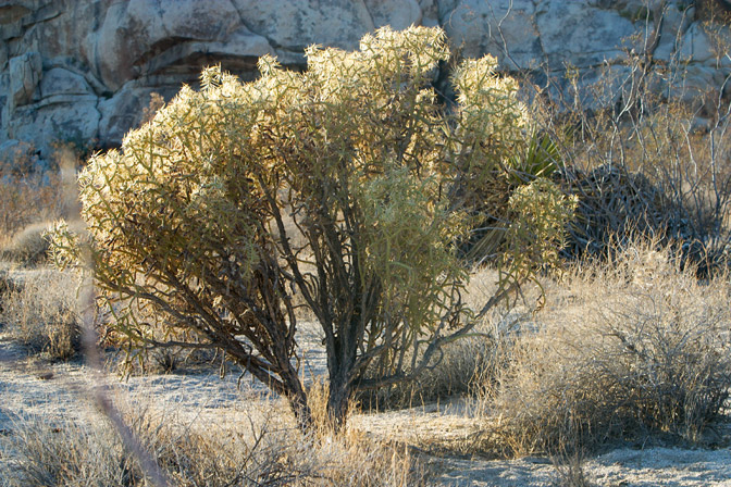 Backlit cholla, I
