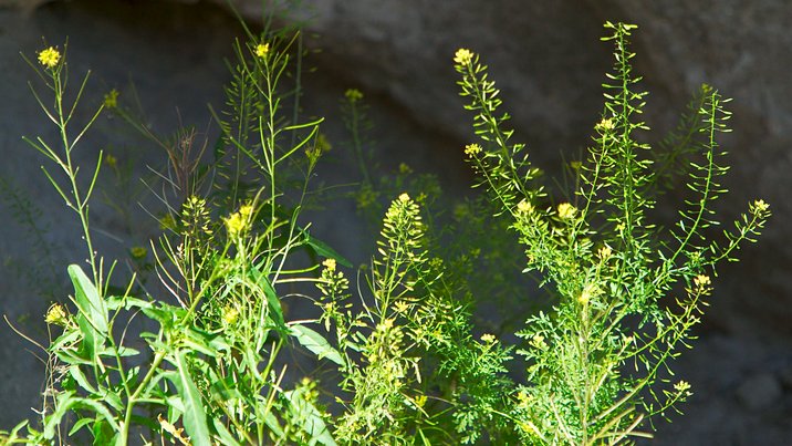 Campsite Flowers