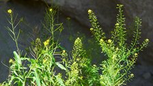 Campsite Flowers