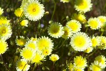 Desert Dandelions