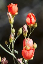 Globemallow