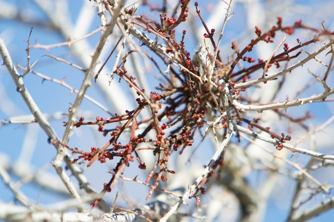 Mistletoe, I