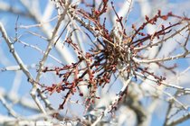 Mistletoe, I