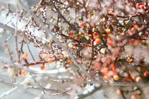 Mistletoe, III