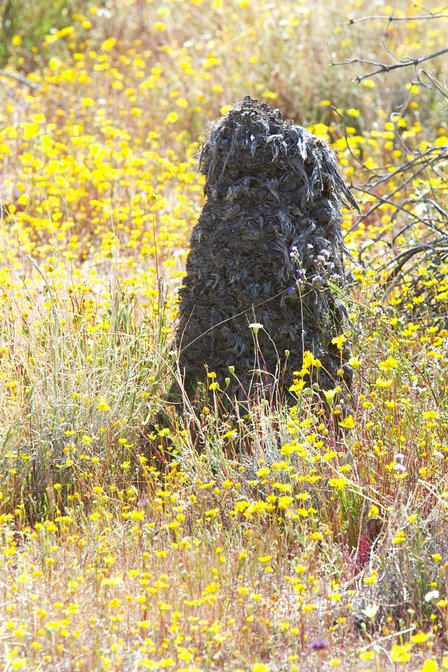 Nature Hike, I