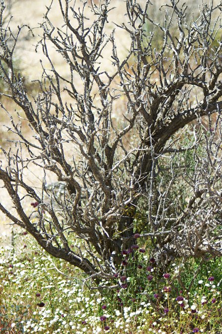 Nature Hike, III