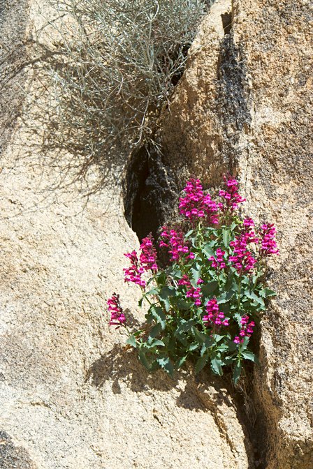 Rockscape, V