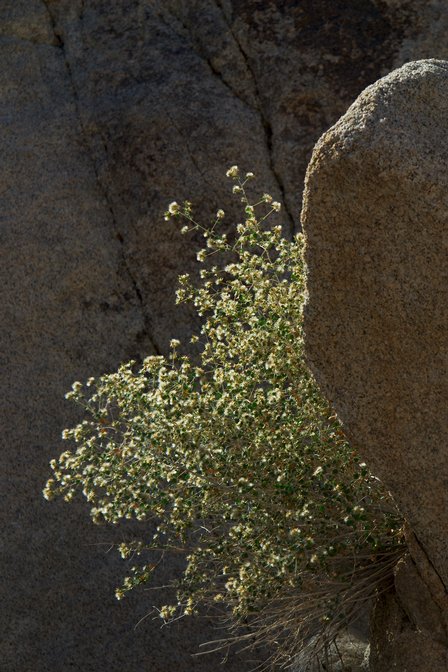 Backlit Bush