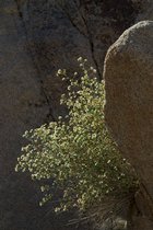 Backlit Bush