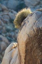 Rocktop Bush