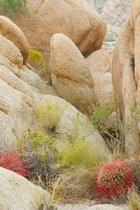 Rock Garden