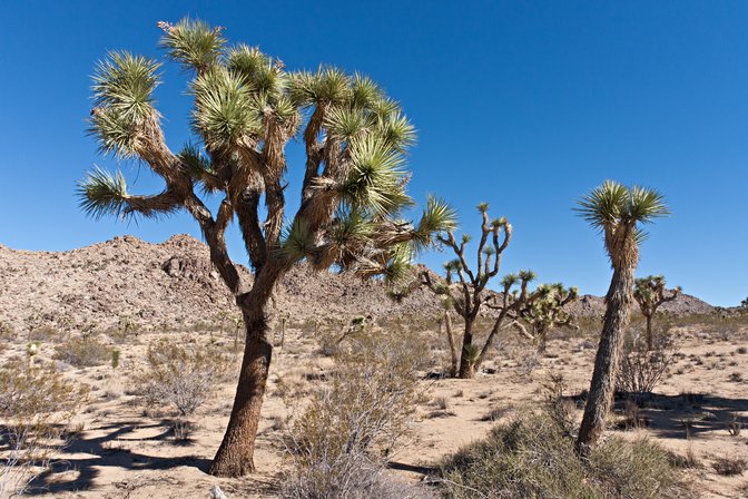 Joshua Trees, III