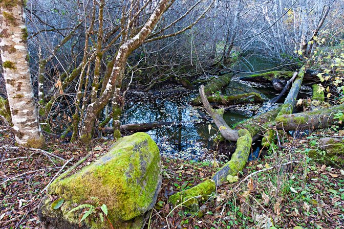 Jughandle Creek, II