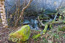Jughandle Creek, II