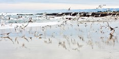 Gulls