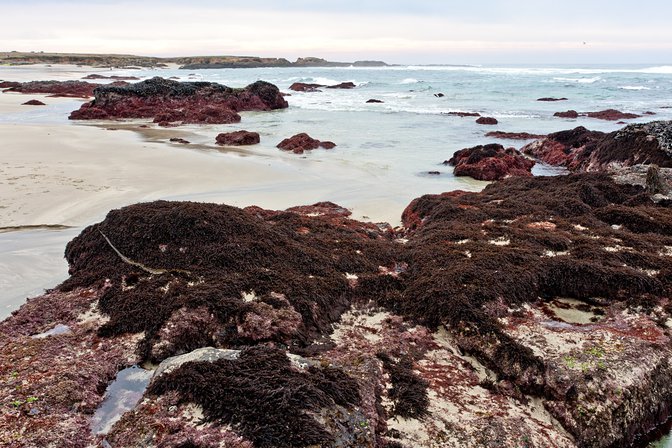 Tide Pools, III