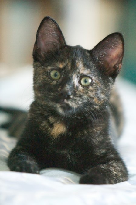 Cocoa, I