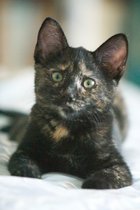 Cocoa, I