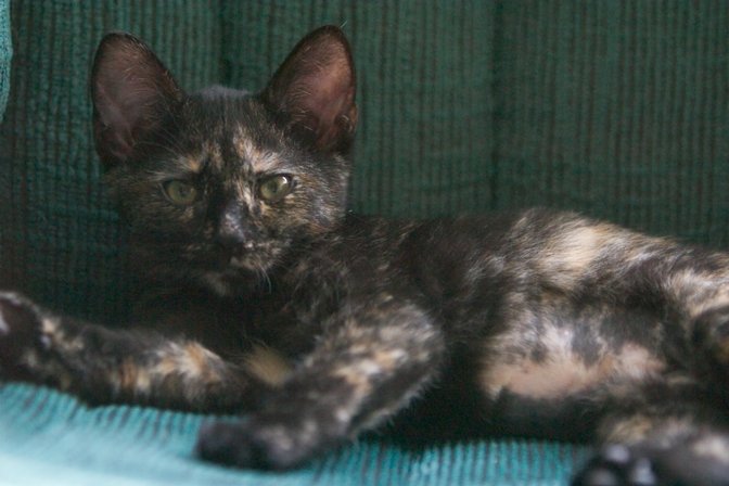 Cocoa, II