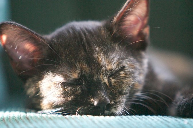 Cocoa, III